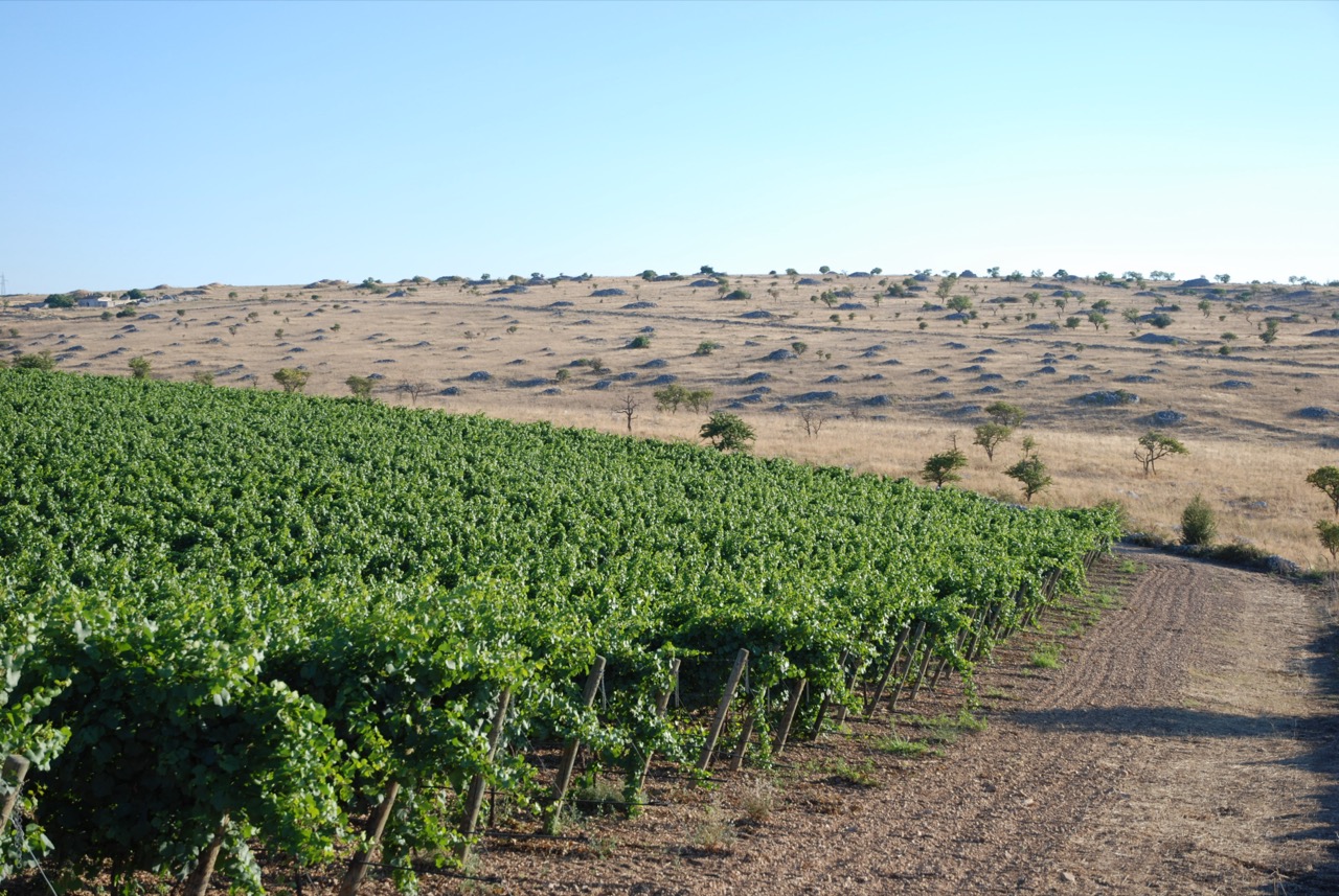 Vigneto-Lama-dei-Corvi.jpg