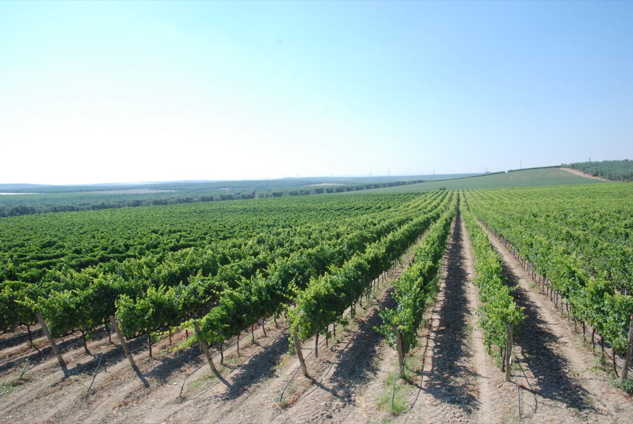 Vigneto Torre di Bocca - lug17